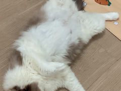 -萌兽医馆·宠物医院·猫骨科(创景店)