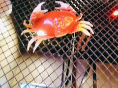 -谢蟹浓·肉蟹煲(新奥店)