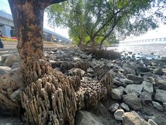 -宝安西湾红树林湿地公园