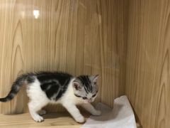 -屋虎猫馆(宝安大仟里店)