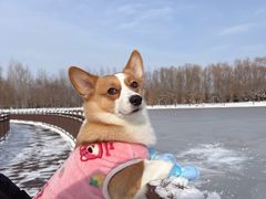 -宠福鑫康馨动物医院·骨科·眼科