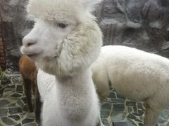 -上海昆虫博物馆