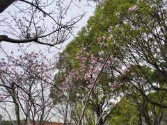 -高东镇樱花园
