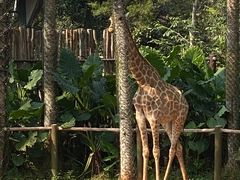-海南热带野生动植物园