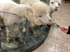 -上海大自然野生昆虫馆(东方明珠·爬宠昆虫探索中心)