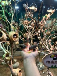 -Zoolung Zoolung动物主题公园(海信广场店)