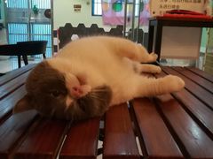 -猫爷宠物生活馆·撸猫馆