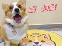 -萌宠之家·腊肠犬·马尔泰·小体犬舍