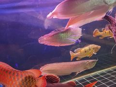 -龙大花卉苗木市场