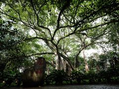 -瑞丽独树成林风景区