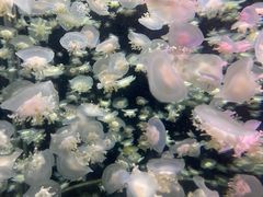 -太平洋海底世界