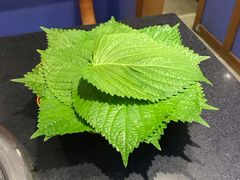 苏子叶-朴贞子·高丽轩(二拨子店)