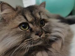 -瑞派动物医院·猫专科·至诚(江南中分院)