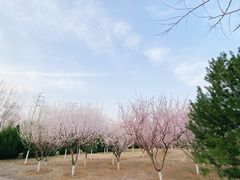 -永定河休闲森林公园