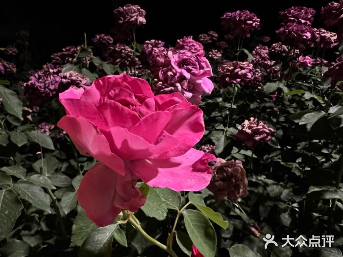 坝河休闲公园图片
