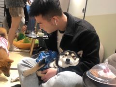 -逗柴咖啡屋·狗咖猫咖宠物桌游