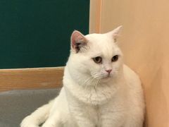 -飞行喵MR PILOT|猫舍·猫咖(静安大融城店)