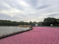 -上海鲜花港