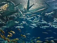 -海合安武汉极地海洋公园
