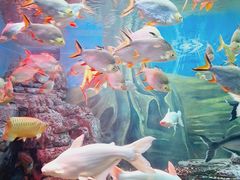 -上海海洋水族馆