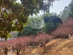 -南国桃园旅游度假区