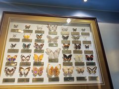 -上海昆虫博物馆