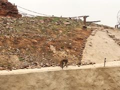 -石家庄市动物园