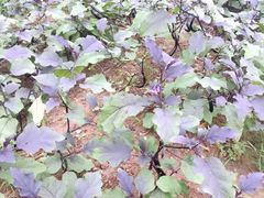 -前小桔亲子创意农场·草莓采摘·露营烧烤