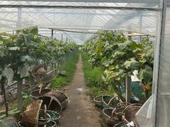 -马陆小张葡萄园农家乐