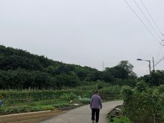 -长洲岛