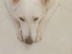-宠福鑫康馨动物医院·骨科·眼科