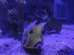 -太平洋海底世界