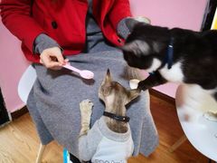 -李小姐の猫咖啡馆(五角场店)