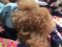 -北京赛佳动物医院