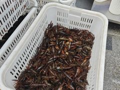 -阿财老铺·老蚌埠龙虾城(华夏总店)