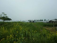 -青浦采草莓天天草莓园