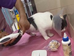 -北京观赏动物医院·24小时大型综合·猫专科·异宠专科