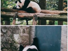 -都江堰中华大熊猫苑