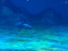 -金太粽(上海弄堂第一粽店)