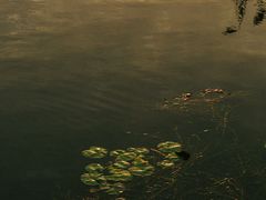 -芒洲湿地公园