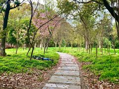 -高东镇樱花园