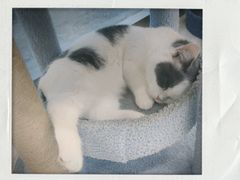 -猫力发电所·宠物专门店