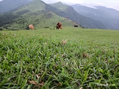 -大姆山草场