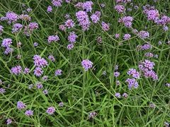 -羊亭河湿地公园