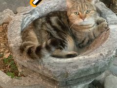 -喵屿·大理花园猫咖