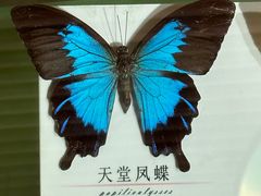 -蝴蝶泉公园