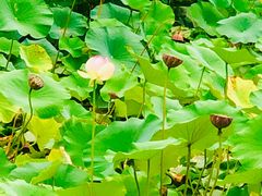 -贵阳市花溪国家城市湿地公园