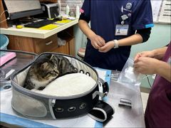 -纳吉亚猫专科动物医院博雅分院