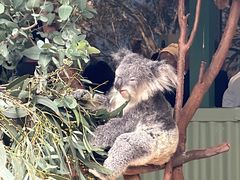 -费瑟代尔野生动物园