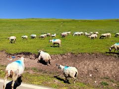 -乡土特色.冷锅鱼.牦牛肉汤锅